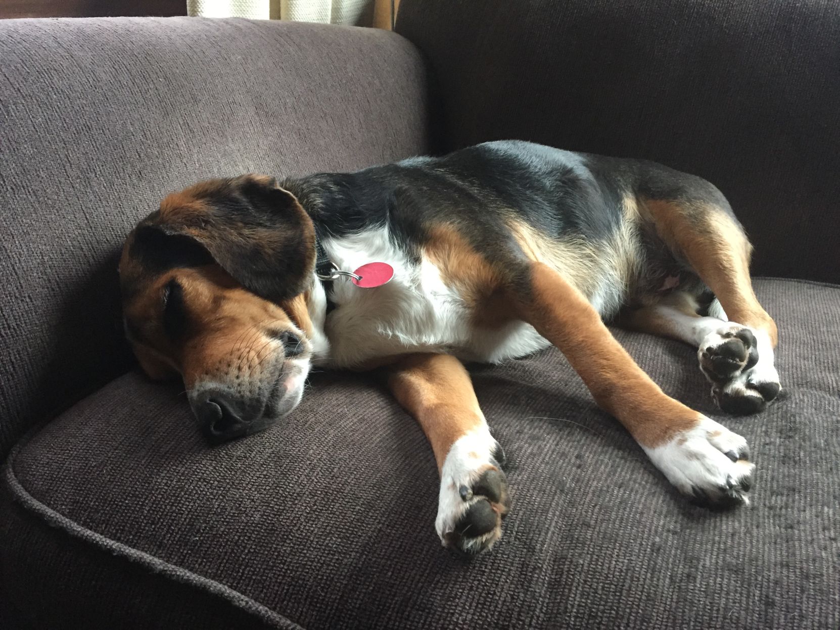 Lab Rescue - Rebel.JPG